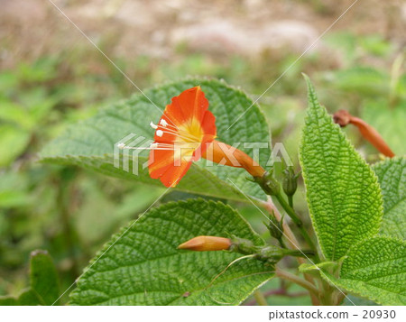Marubago sole (Maruba leaf grass) 20930
