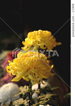 黃菊花 黃菊花 21906