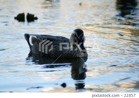 Duck Duck 22857