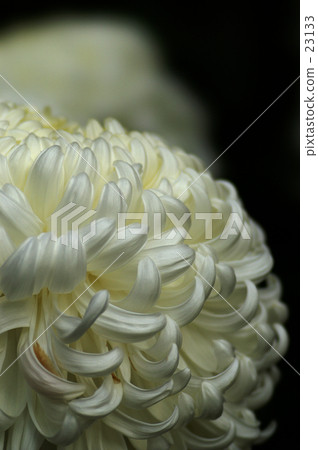菊花 菊花 23133