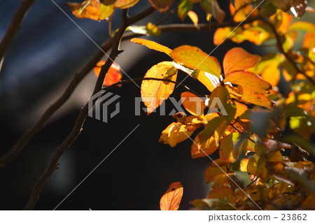 building garden, transmitted light, transmitted beam 23862
