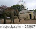 王子 大象 動物園 23907