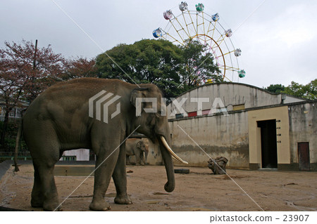 王子 大象 動物園 23907