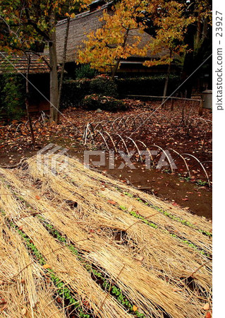 Preparation for winter Preparation for winter 23927