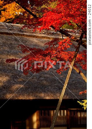 Autumn leaves at dusk Autumn leaves at dusk 24012