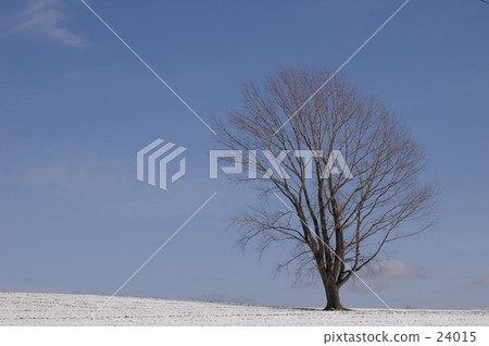 Tree of philosophy · Biei early winter 24015