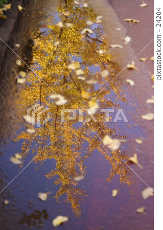 Ginkgo biloba Ginkgo biloba 24204