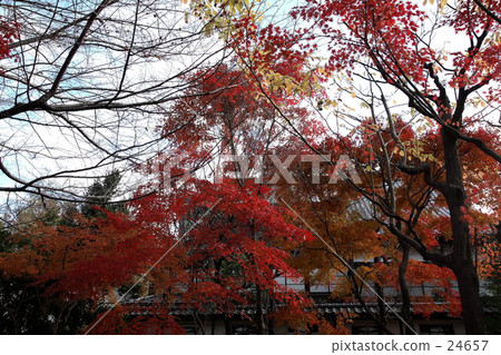 Autumn leaves Autumn leaves 24657