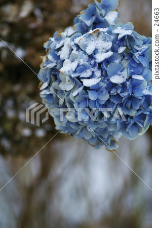 Hydrangea in December 24663