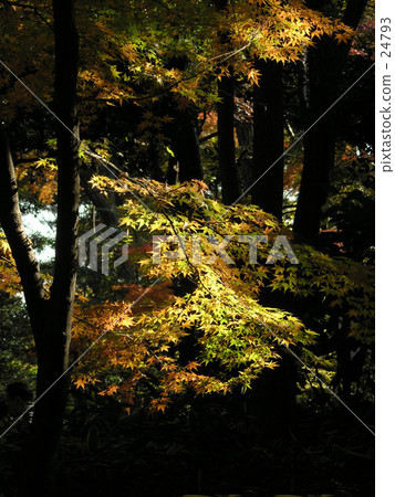 秋天的顏色 24793