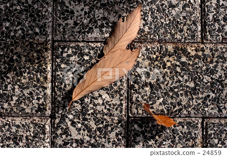 Wind and dead leaves Wind and dead leaves 24859