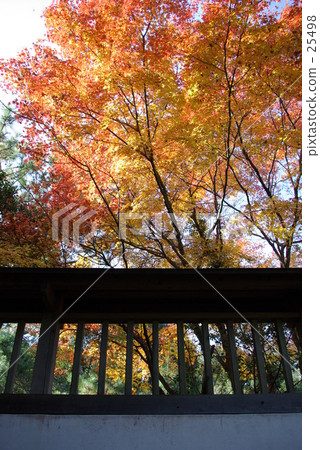 Autumn, once again ... Autumn, once again ... 25498