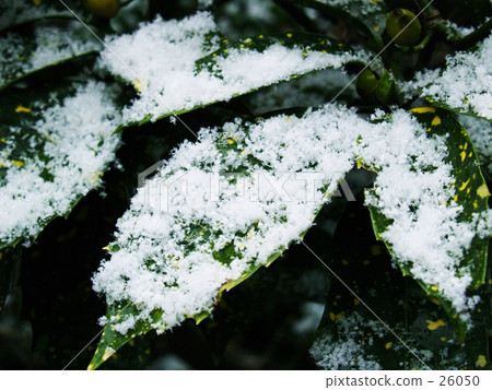 在葉子的小雪 26050