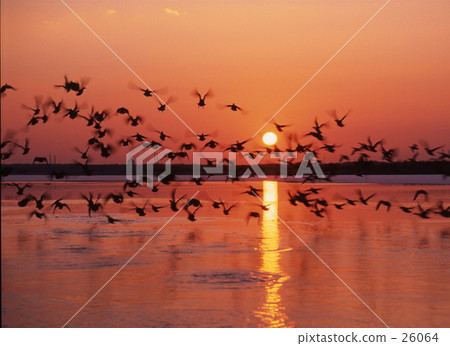 一大早，飛走了 26064