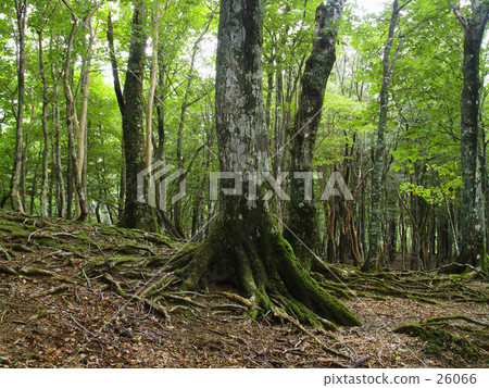 山毛櫸森林 26066