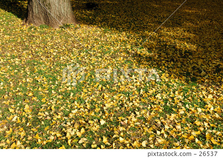 Yellow carpet Yellow carpet 26537