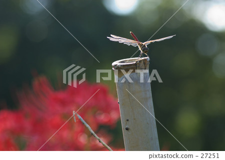 竹筍和紅蜻蜓 27251