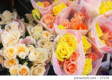 Rose   27256