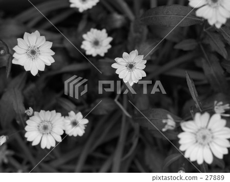 隨機點·花 27889