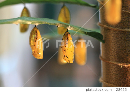 Untitled Untitled 28423