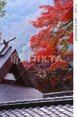 Autumn leaves of Arashiyama, Kyoto Autumn leaves of Arashiyama, Kyoto 28511