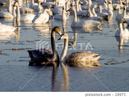 Swan child Swan child 28971