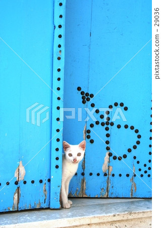 tunisia, tunisian, side 29036