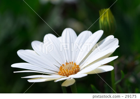 White flowers bloom 29175