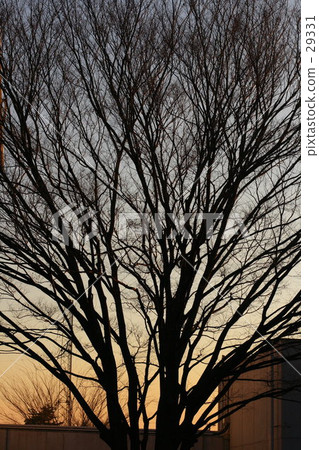 Winter evening Winter evening 29331
