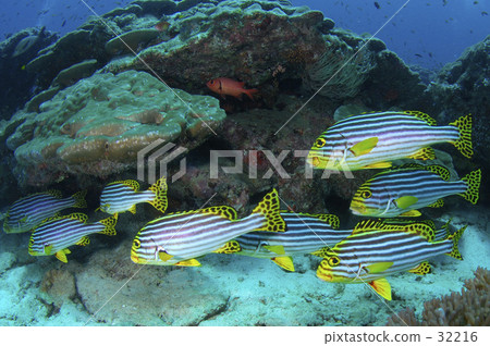 印度辣椒骰子 32216