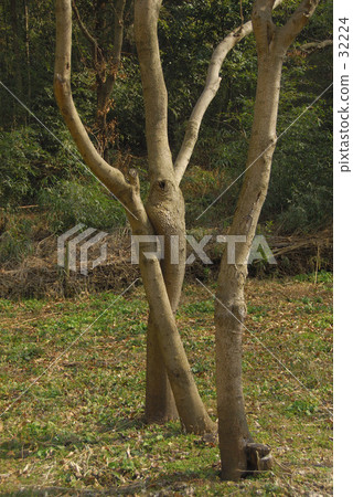 branch, tine, tree trunk 32224