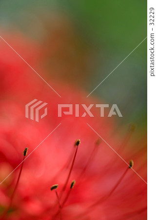 Cluster amaryllis 32229