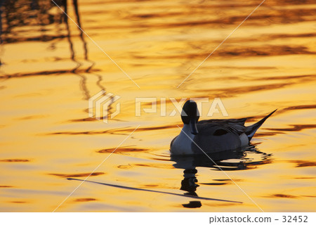 In the sunset In the sunset 32452