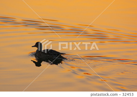 In the sunset In the sunset 32453