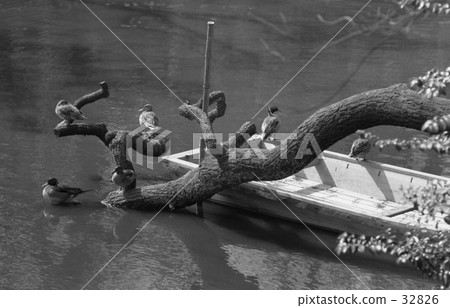 原宿·明治神社，南海昭和45年 32826