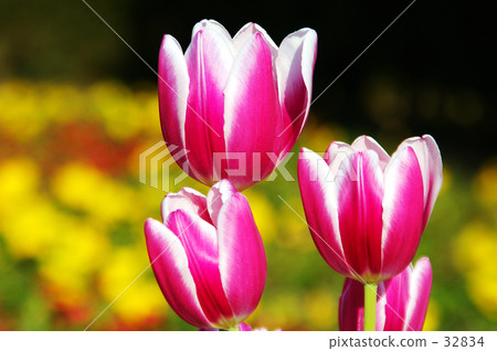 鬱金香 鬱金香 32834