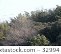 tree, wood 32994