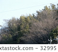 tree, wood 32995