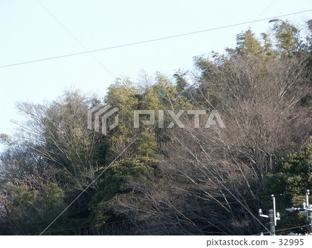 tree, wood 32995