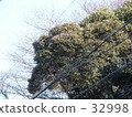 tree, wood 32998