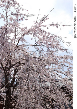 古城 古都 花瓣 33037