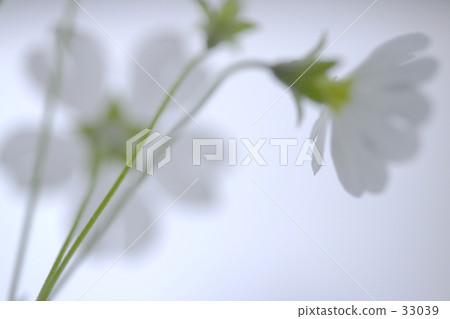 櫻桃樹植物 33039