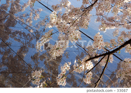 櫻花和建築 33087