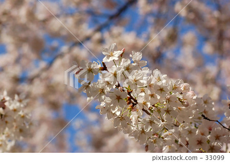 古城 古都 花瓣 33099