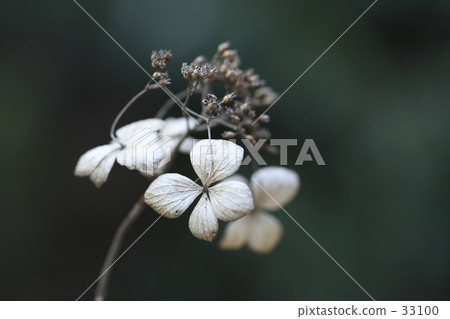 冬天繡球花 冬天繡球花 33100