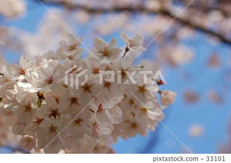 古城 古都 花瓣 33101
