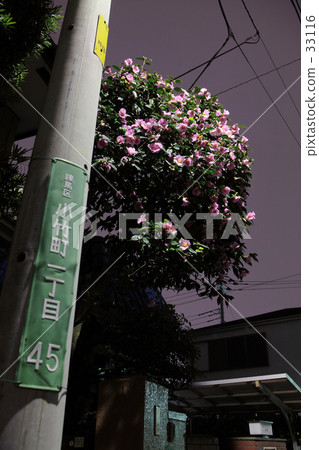 無標題 無標題 33116