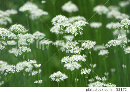 leek 33172