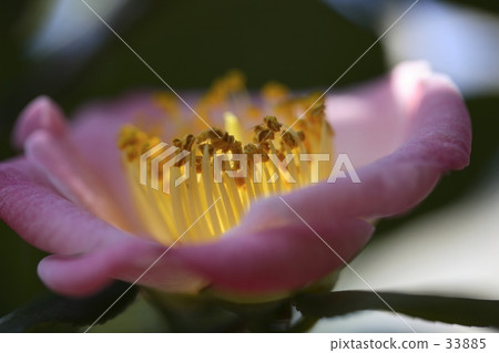 Camellia 33885