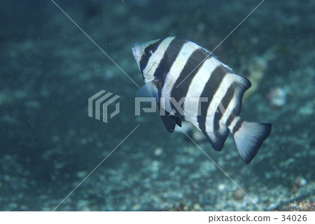 Ishidai(幼魚) Ishidai(幼魚) 34026